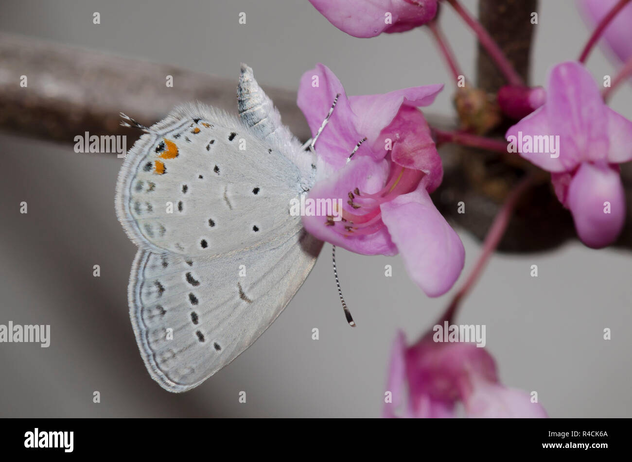 Eastern Tailed-blue, Cupido comyntas, on Eastern Redbud, Cercis canadensis Stock Photo