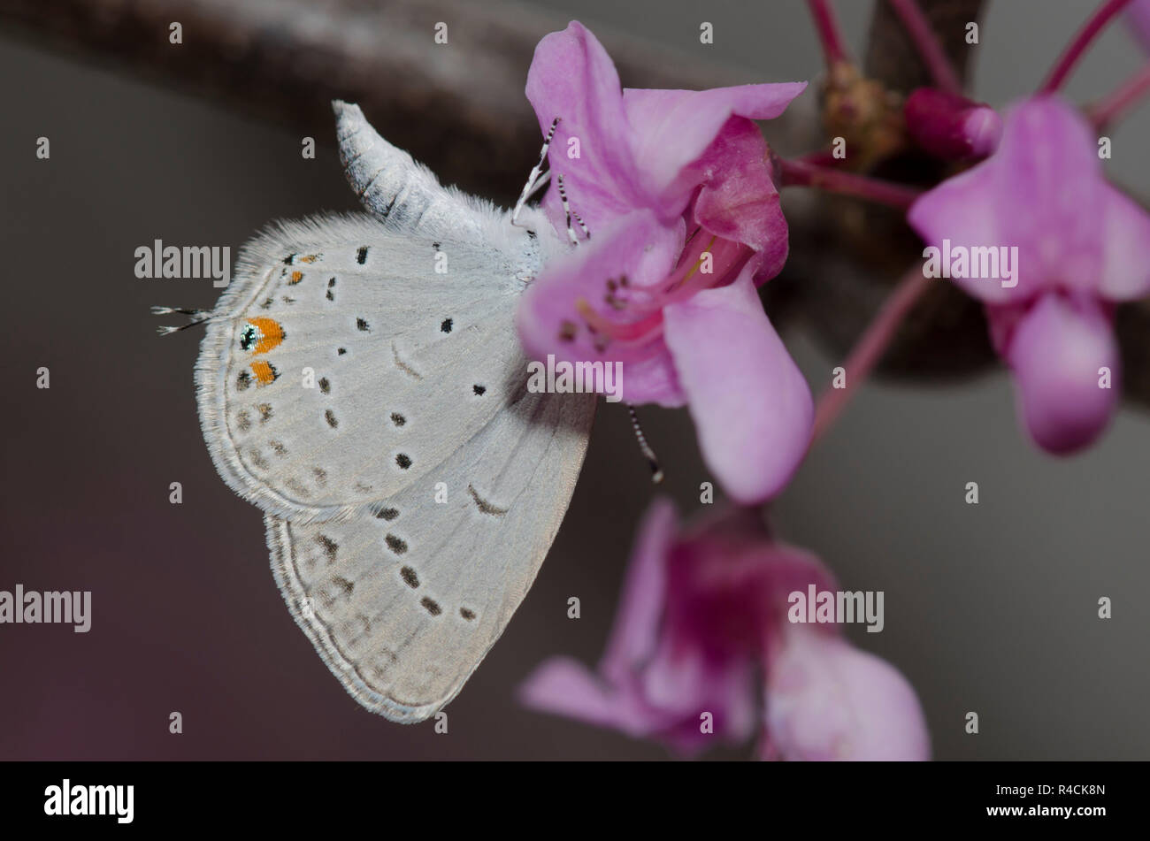 Eastern Tailed-blue, Cupido comyntas, on Eastern Redbud, Cercis canadensis Stock Photo