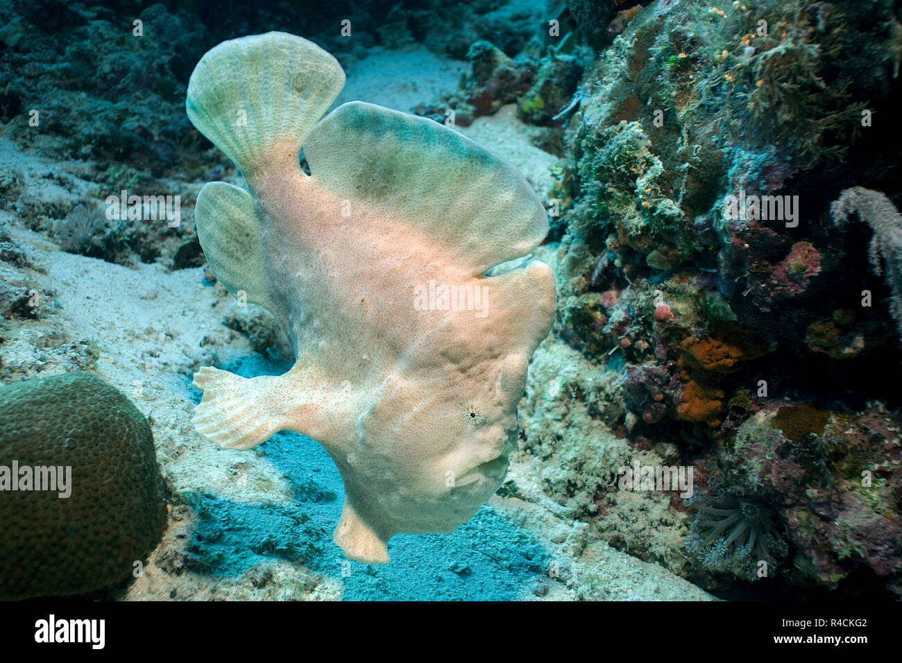 Großer Anglerfisch (Antennarius commersoni), schwimmend, Panglao, Bohol, Visayas, Philippinen | Giant Frogfish, Commerson's Anglerfish or Commerson's  Stock Photo