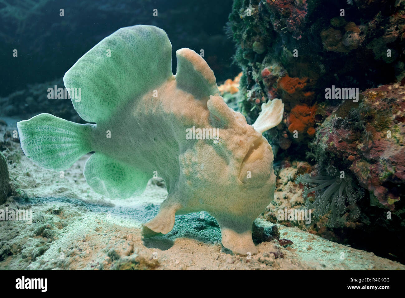 Großer Anglerfisch (Antennarius commersoni), Panglao, Bohol, Visayas, Philippinen | Giant Frogfish, Commerson's Anglerfish or Commerson's Frogfish (An Stock Photo