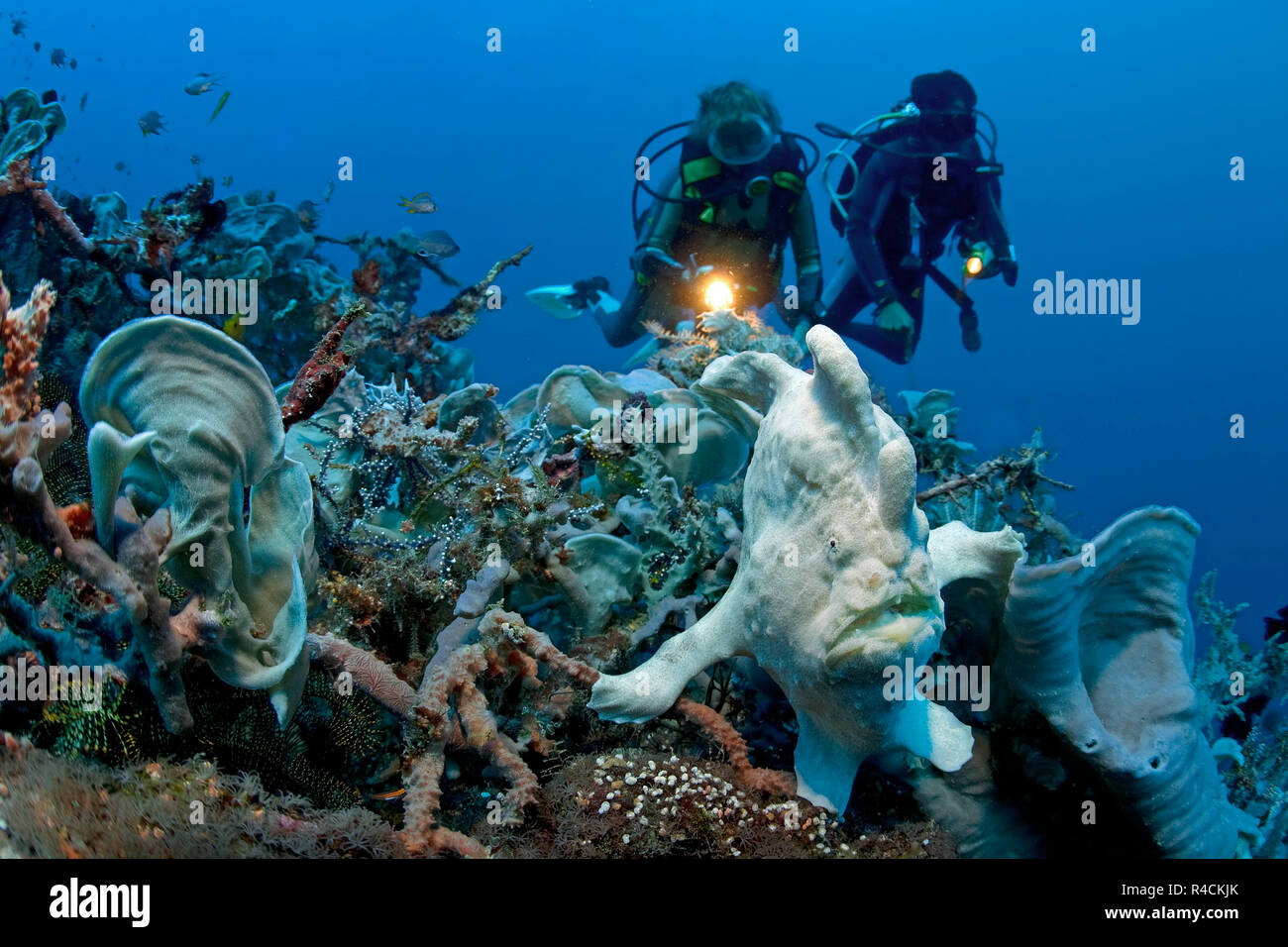 Scuba divers watches a Giant Frogfish, Commerson's Anglerfish or Commerson's Frogfish (Antennarius commersoni), at elephant sponges (Lanthella basta) Stock Photo