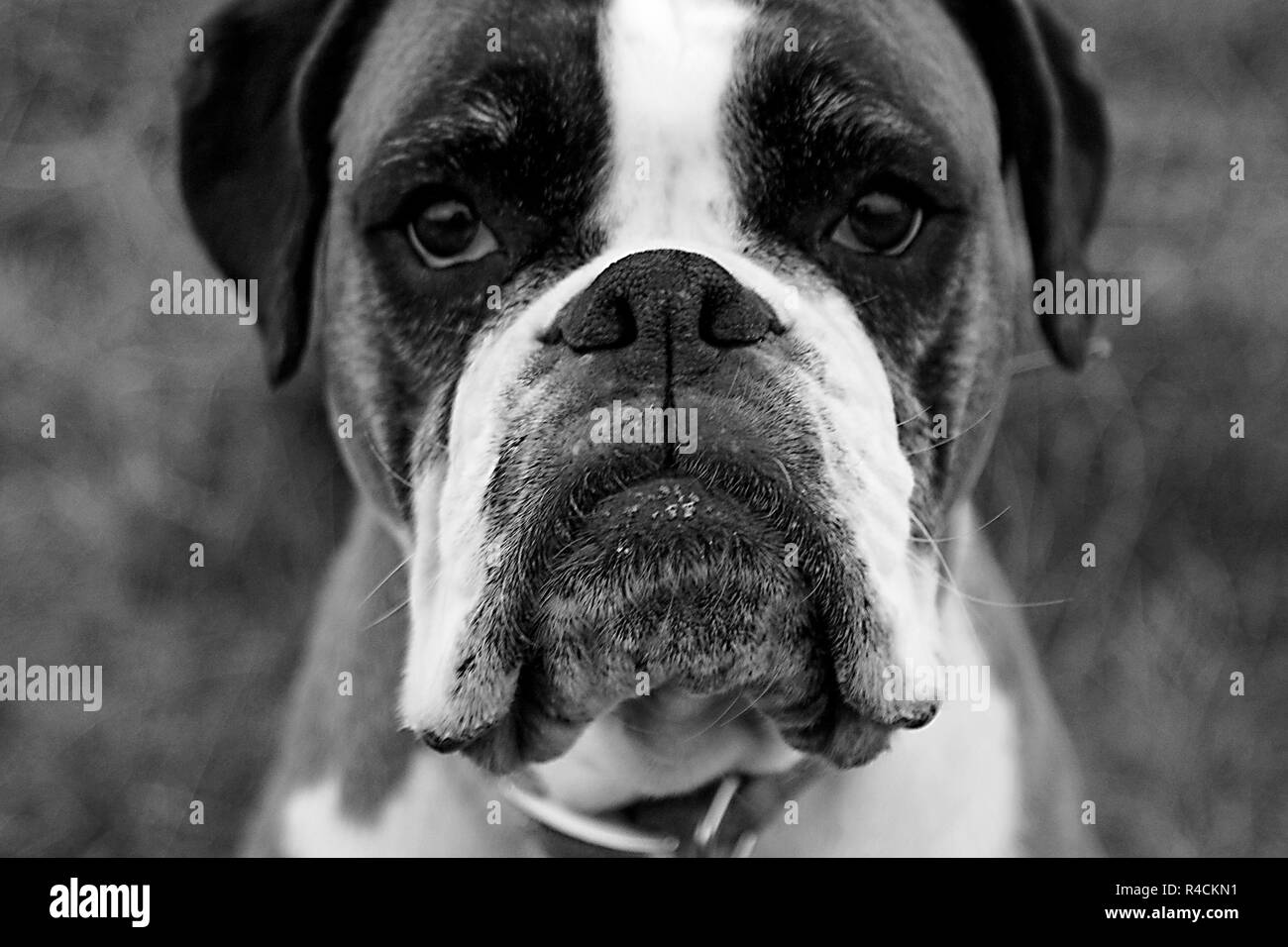 Black And White Boxer Dog Pictures La 5287 Boxer Dog Close Up Of Face