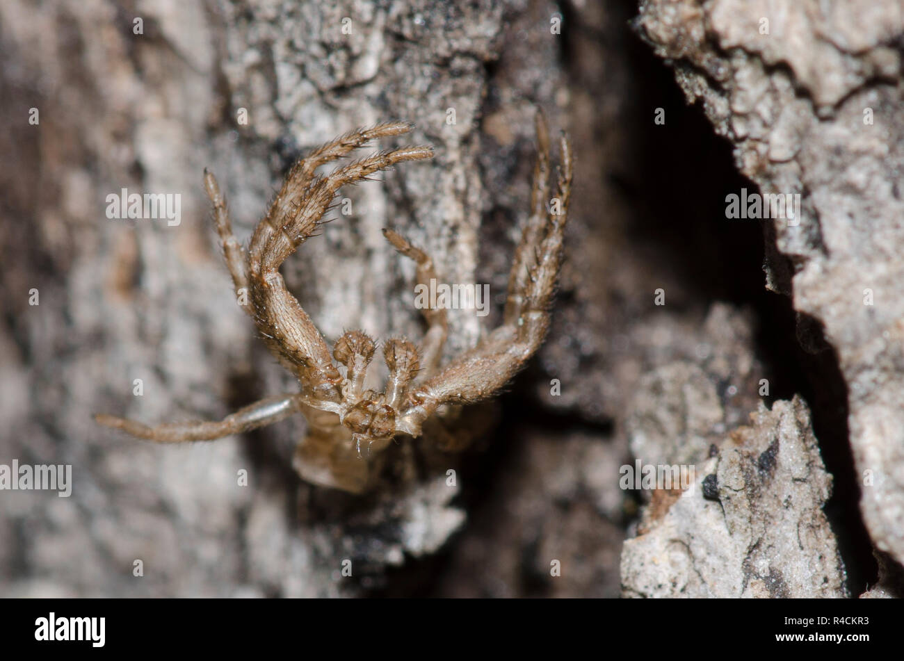 Crab Spider, Family Thomisidae, male exuviae Stock Photo Alamy
