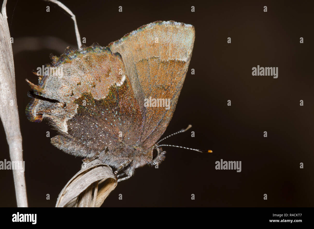 Henry's Elfin, Callophrys henrici Stock Photo - Alamy