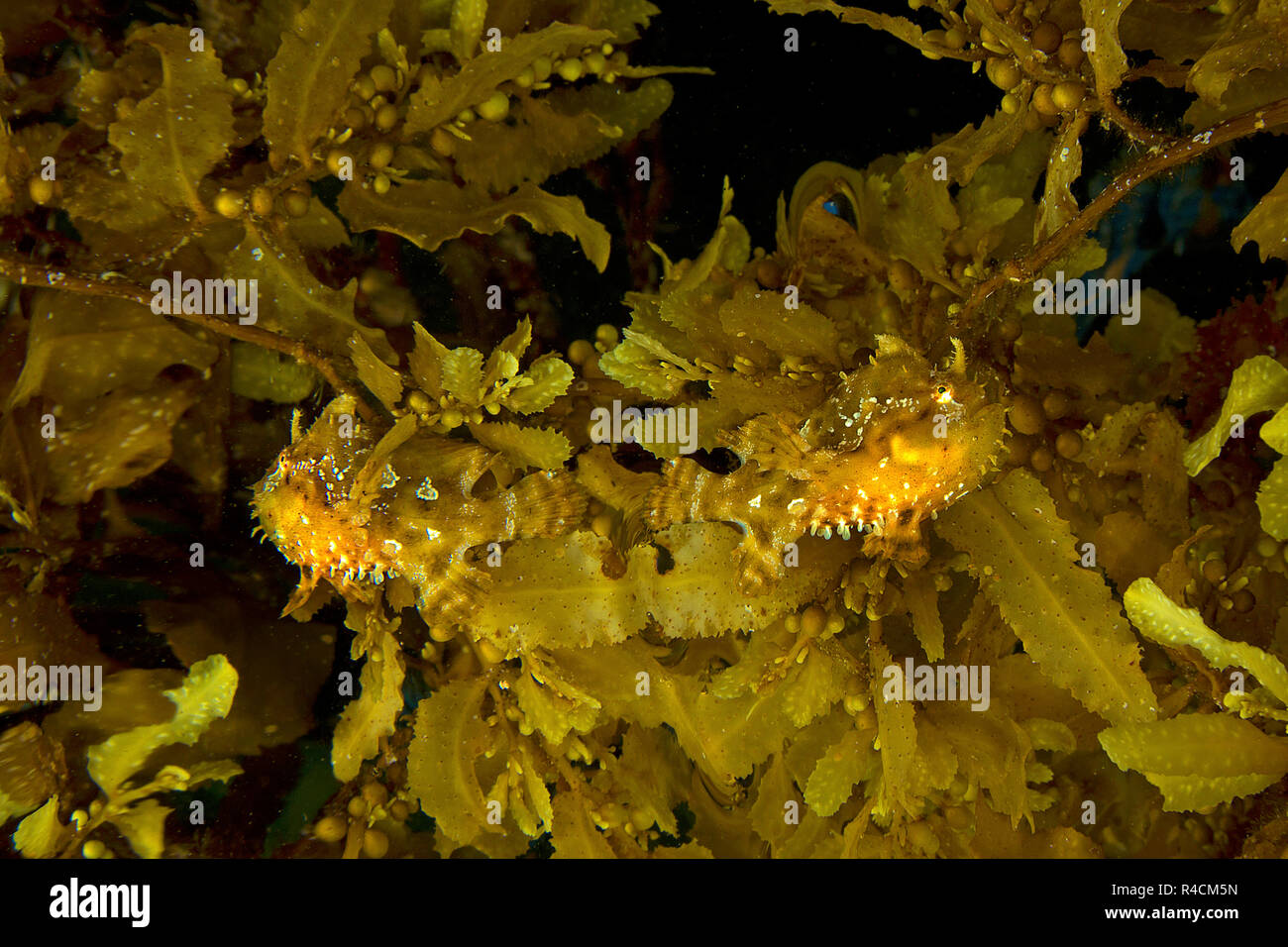 Sargassum Frogfish or Sargassumfish (Histiro histiro), pair between Brown seaweed (Sargassum muticum), Cenderawasih, Irian Jaya, Indonesia Stock Photo