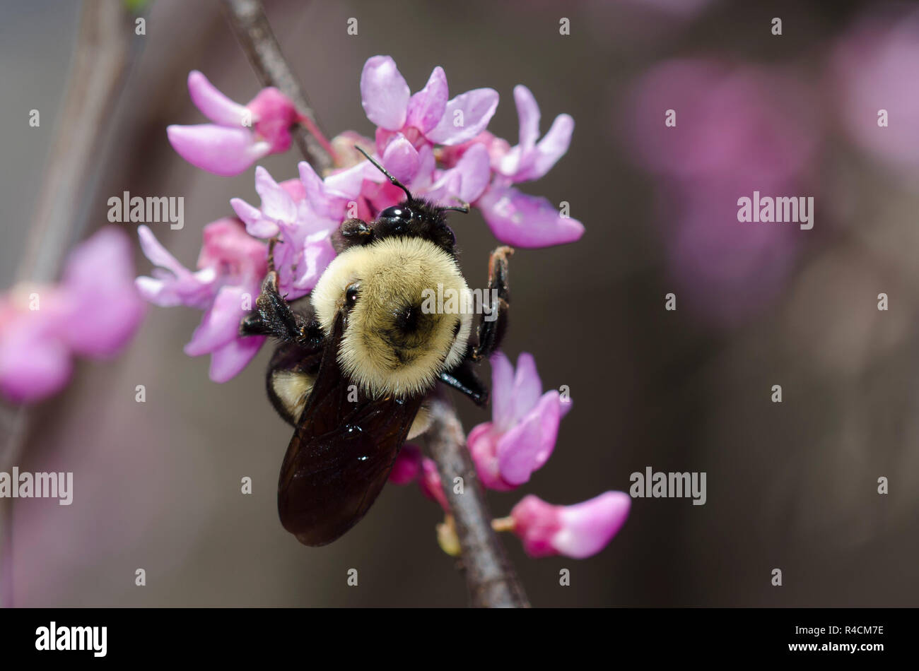 Brown-belted Bumble Bee, Bombus griseocollis, on Eastern Redbud, Cercis canadensis Stock Photo