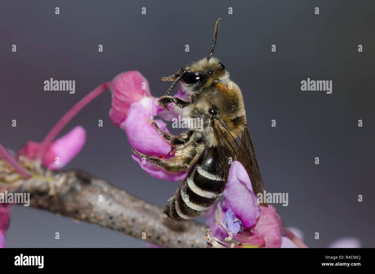 Cellophane Bee, Colletes sp., female on Eastern Redbud, Cercis canadensis Stock Photo