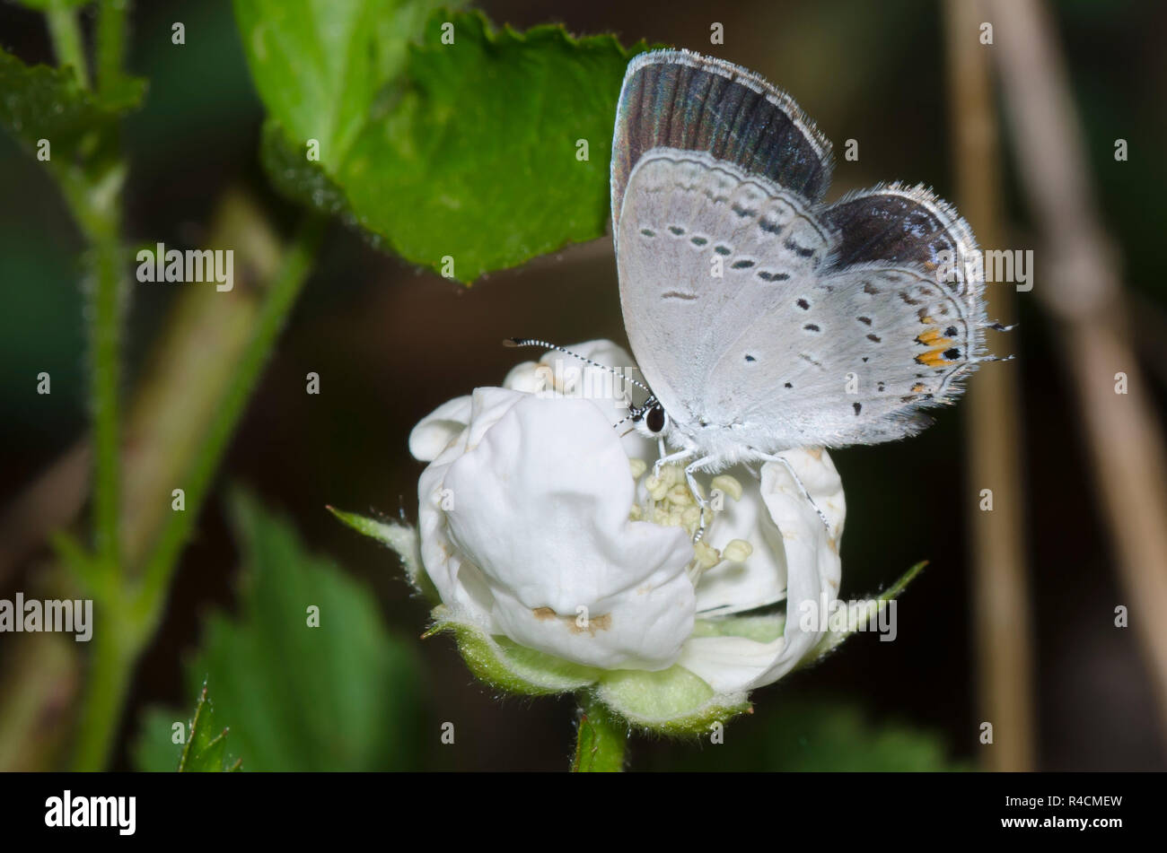 Eastern Tailed-blue, Cupido comyntas, female on blackberry, Rubus sp., blossom Stock Photo