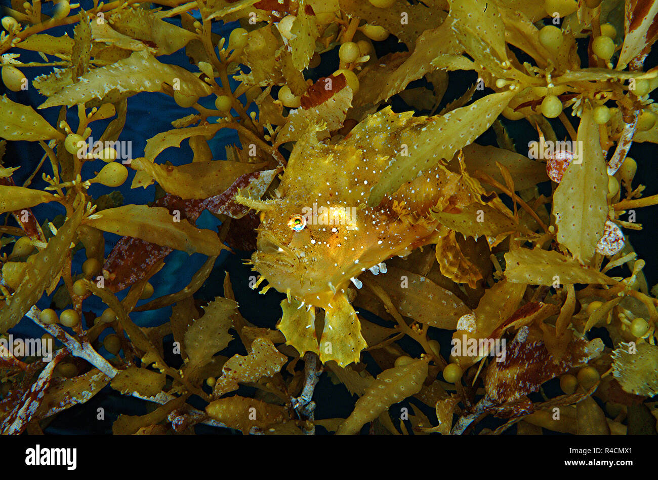 Sargassum Frogfish or Sargassumfish (Histiro histiro) between Brown seaweed (Sargassum muticum), Sulawesi, Indonesia Stock Photo