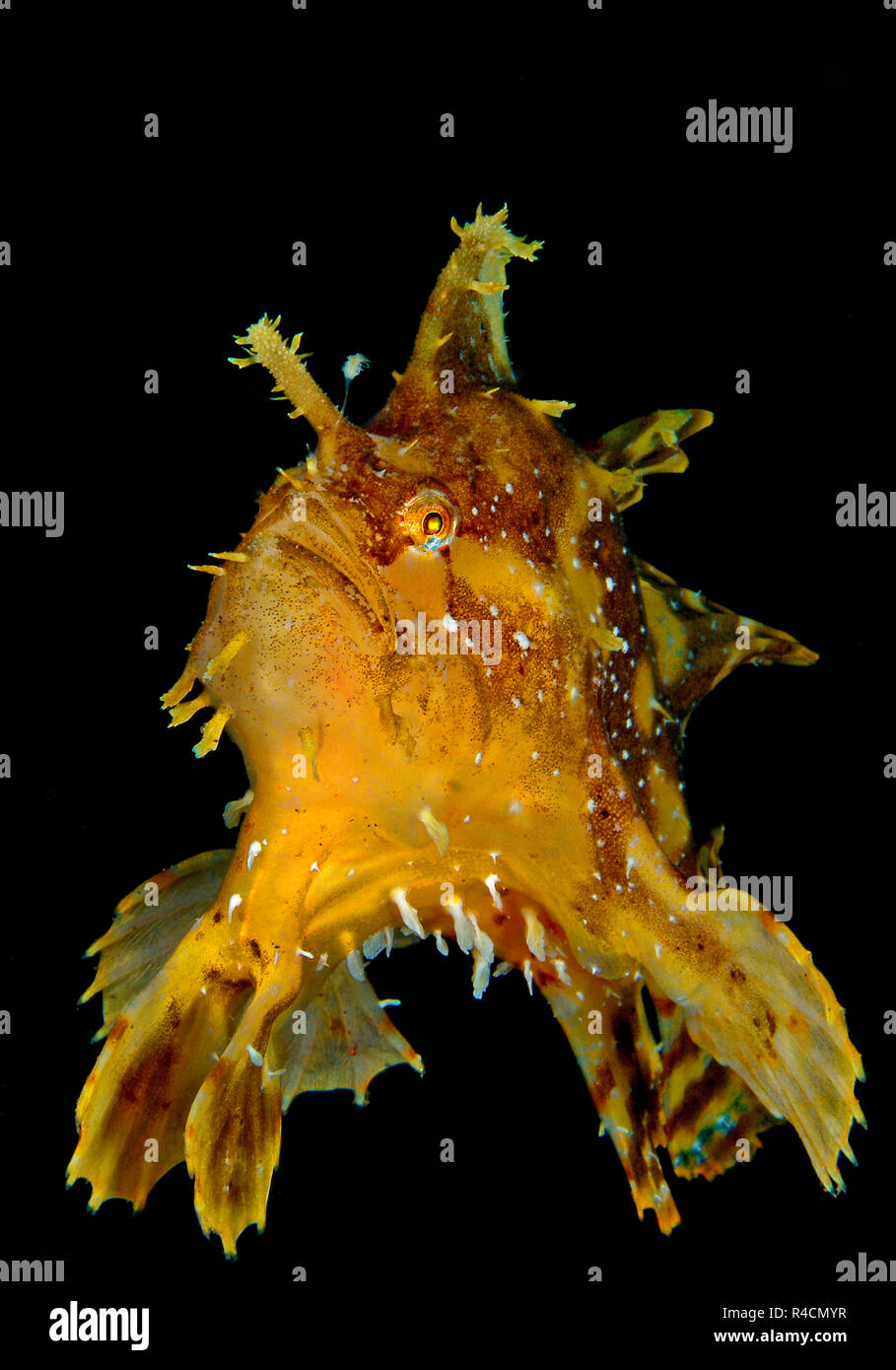 Sargassum Frogfish or Sargassumfish (Histiro histiro), Mindanao, Sulu sea, Philippines Stock Photo