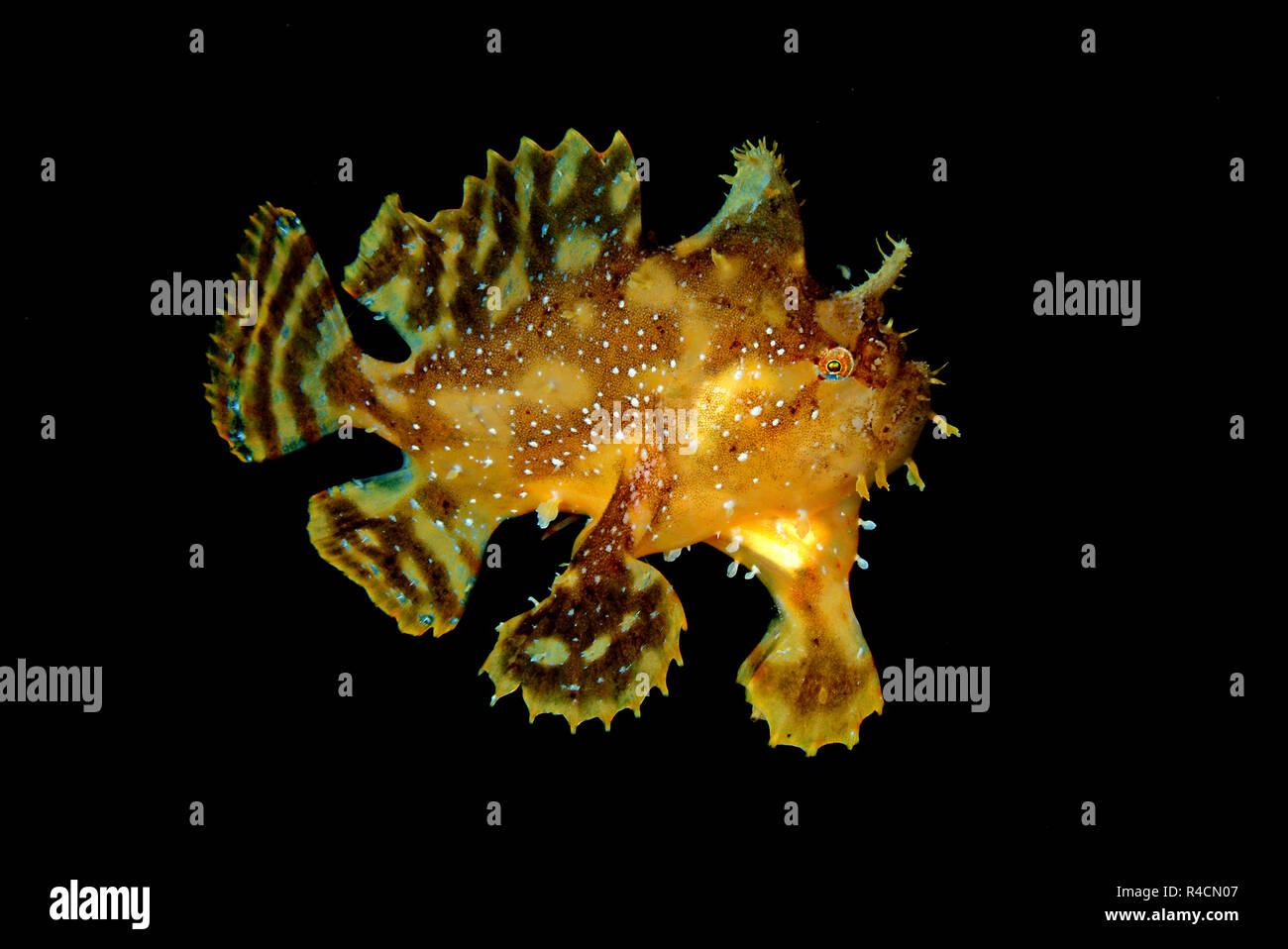 Sargassum Frogfish or Sargassumfish (Histiro histiro), Mindanao, Sulu sea, Philippines Stock Photo