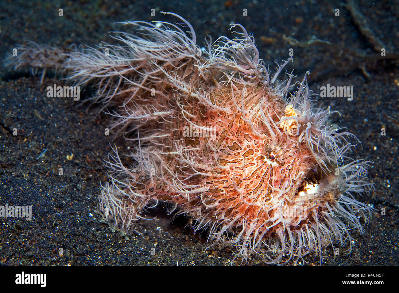 Striated frogfish, Striped anglerfish or Hairy frogfish (Antennarius striatus), Sulawesi, Indonesia Stock Photo