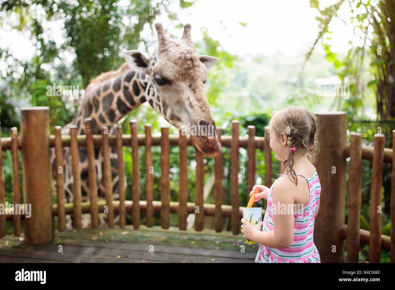 Family feeding giraffe in zoo. Children feed giraffes in tropical