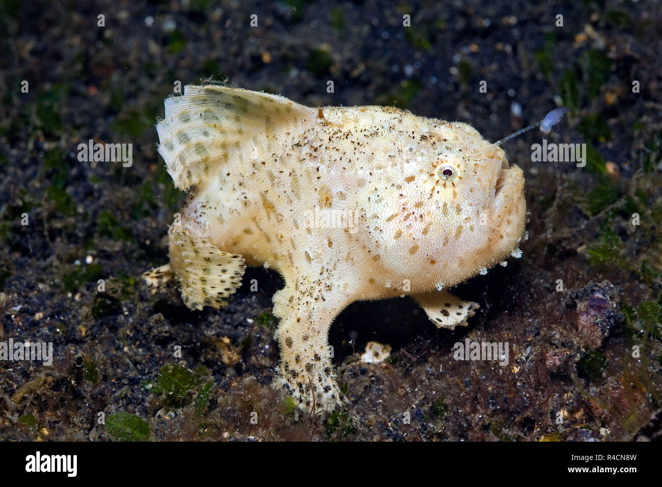 Shaggy frogfish, Shaggy angler or Hispid frogfish (Antennarius hispidus), Sabang Beach, Mindoro, Philippines Stock Photo