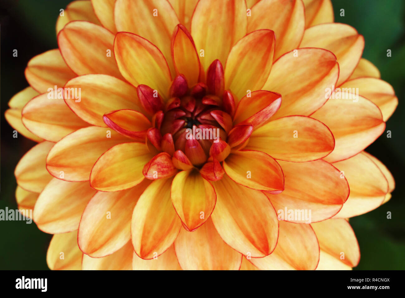 A single dahlia flower with bright red and orange petals Stock Photo