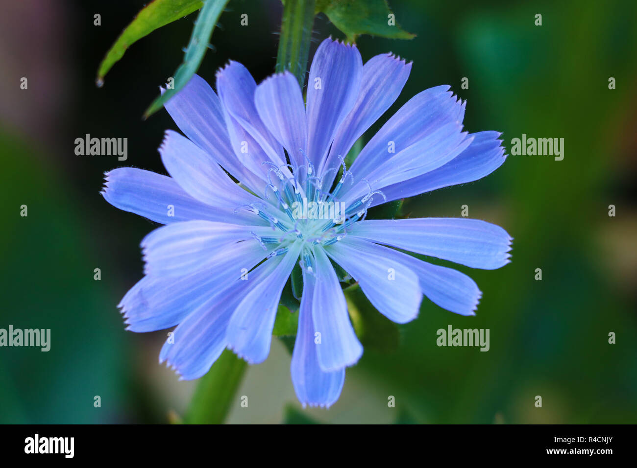 flower of Common chicory, Cichorium intybus, wild chicory, chicory, edible plant, nature, food, food and rink, vegetable, natural food outdoor plant f Stock Photo