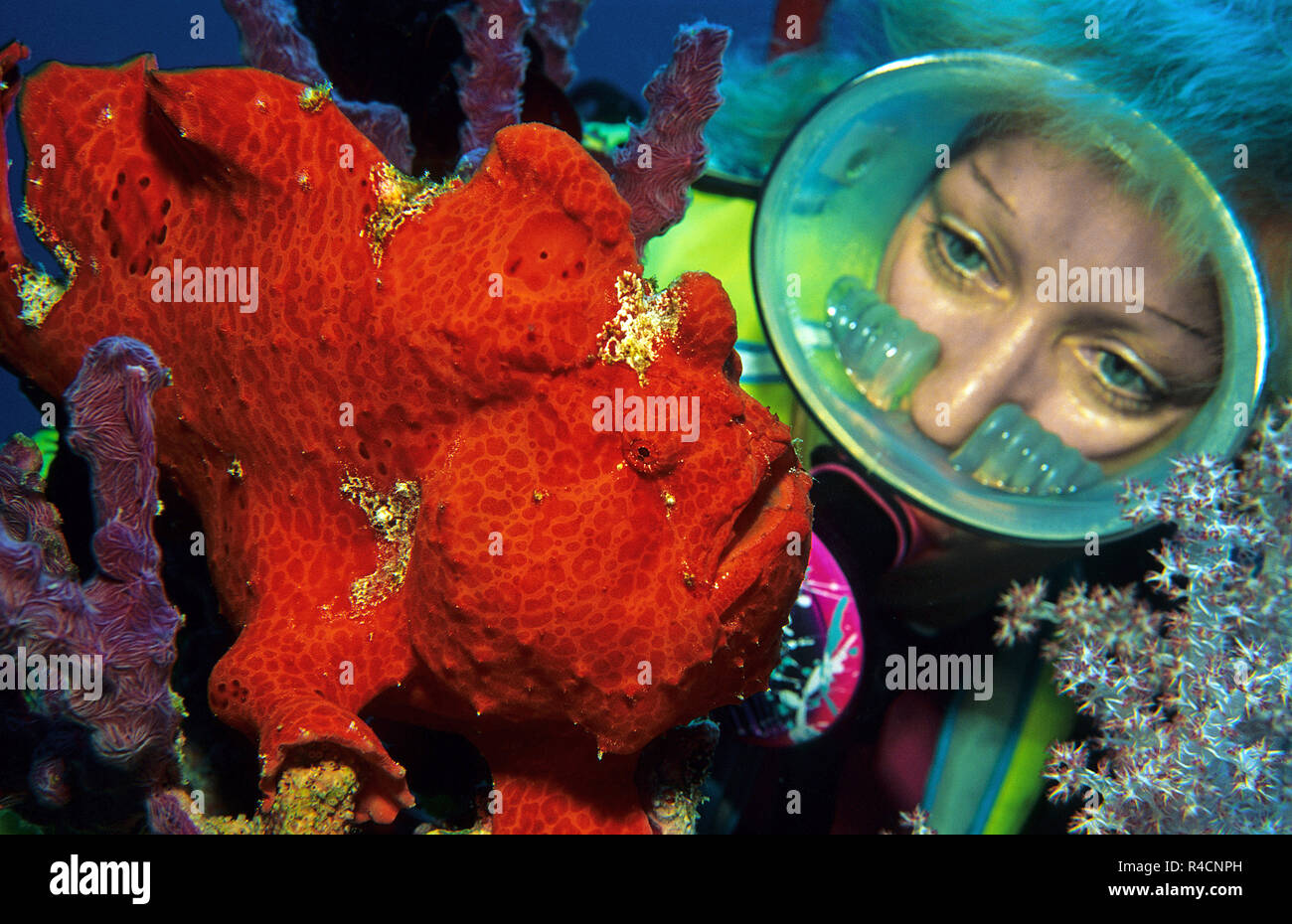 Scuba diver watches a Giant Frogfish, Commerson's Anglerfish or