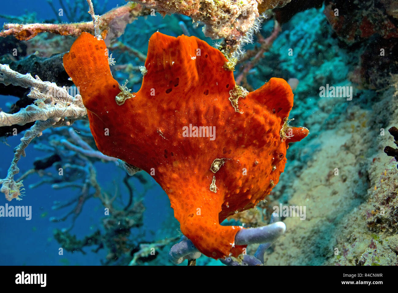 Giant Frogfish, Commerson's Anglerfish or Commerson's Frogfish