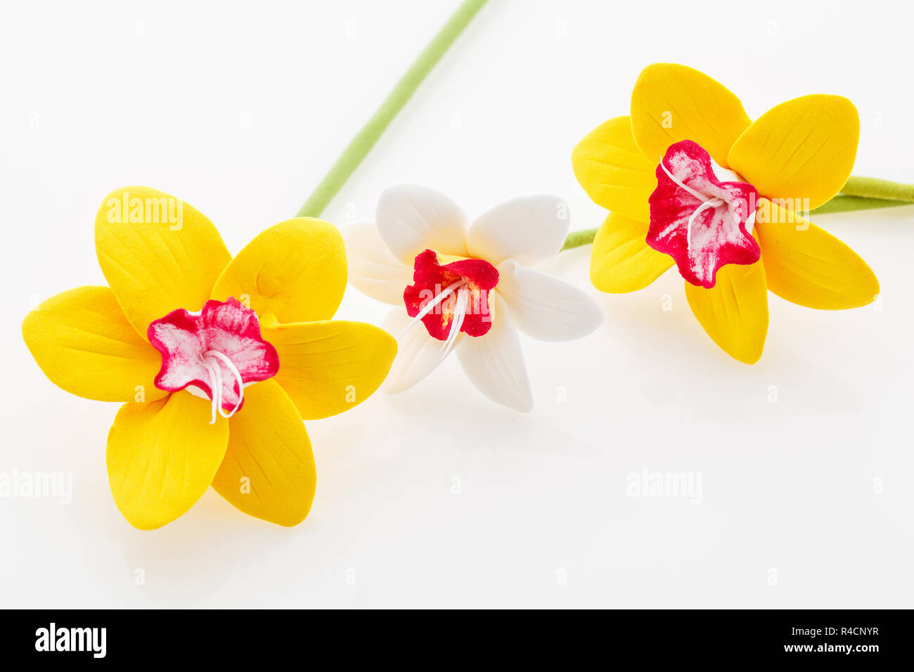 Beautiful narcissus flowers Stock Photo Alamy