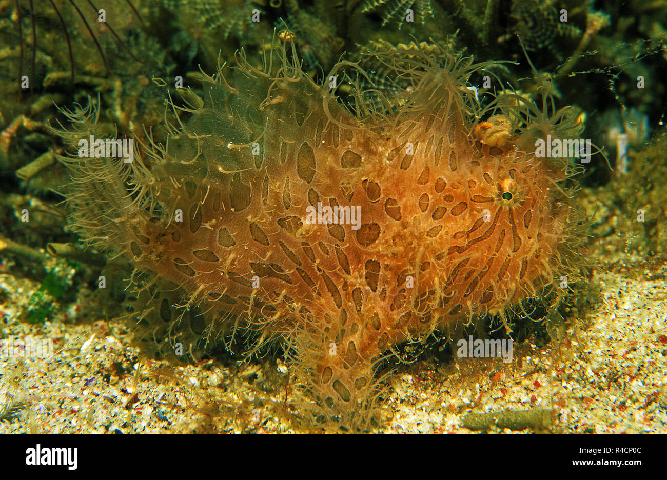 Striated frogfish, Striped anglerfish or Hairy frogfish (Antennarius striatus), Sabang Beach, Mindoro, Philippinen Stock Photo