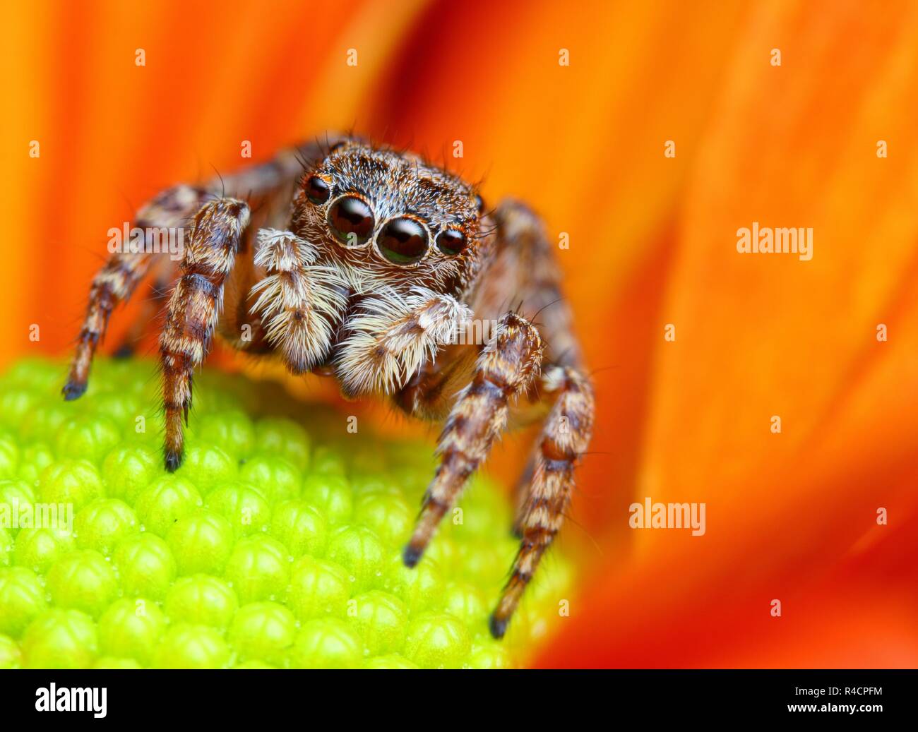 Beautiful close-up of a Jumping spider. Stock Photo