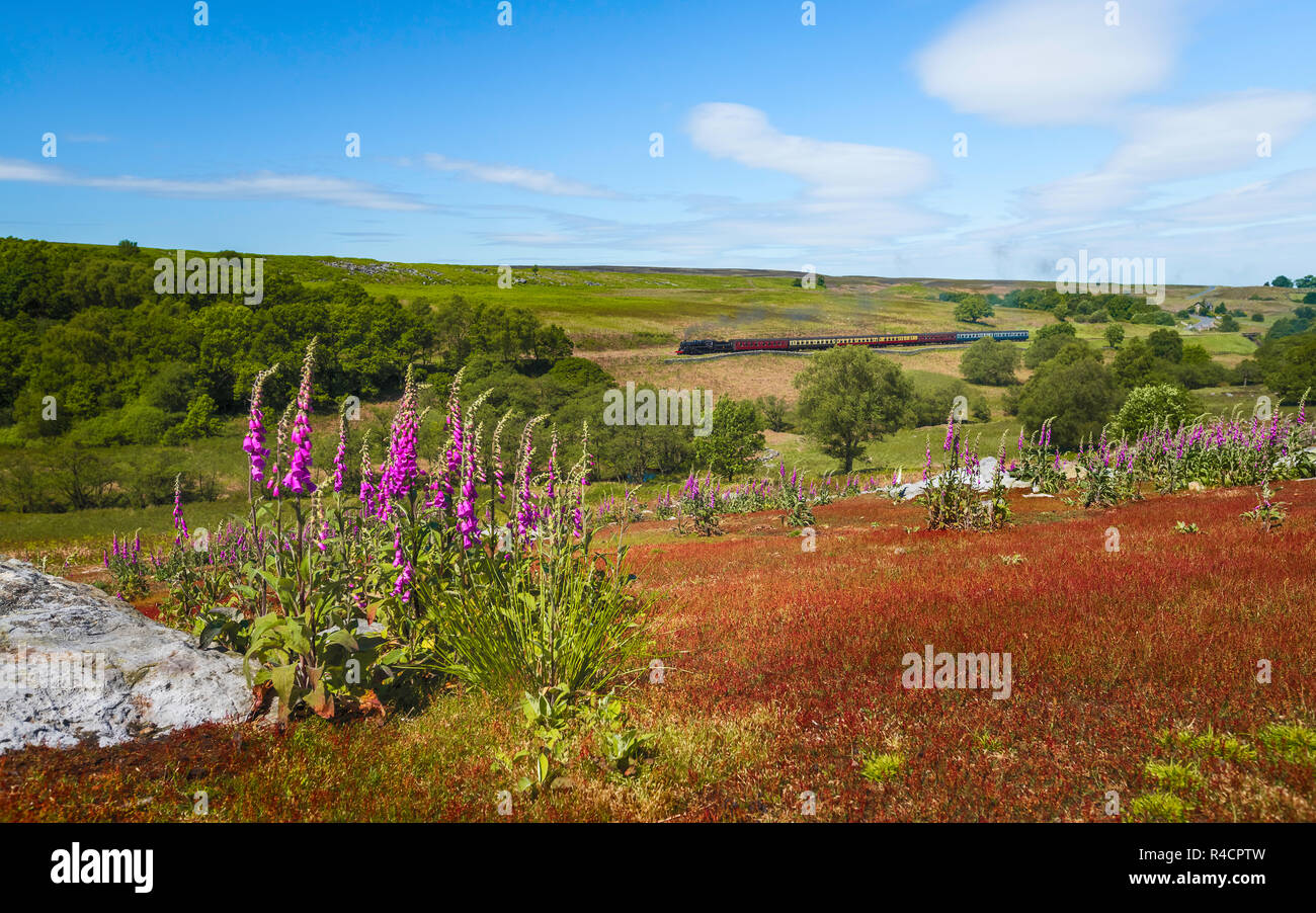 Flowering plants and grasses in the moors with vintage steam train in background in summer, Goathland, Yorkshire, UK. Stock Photo