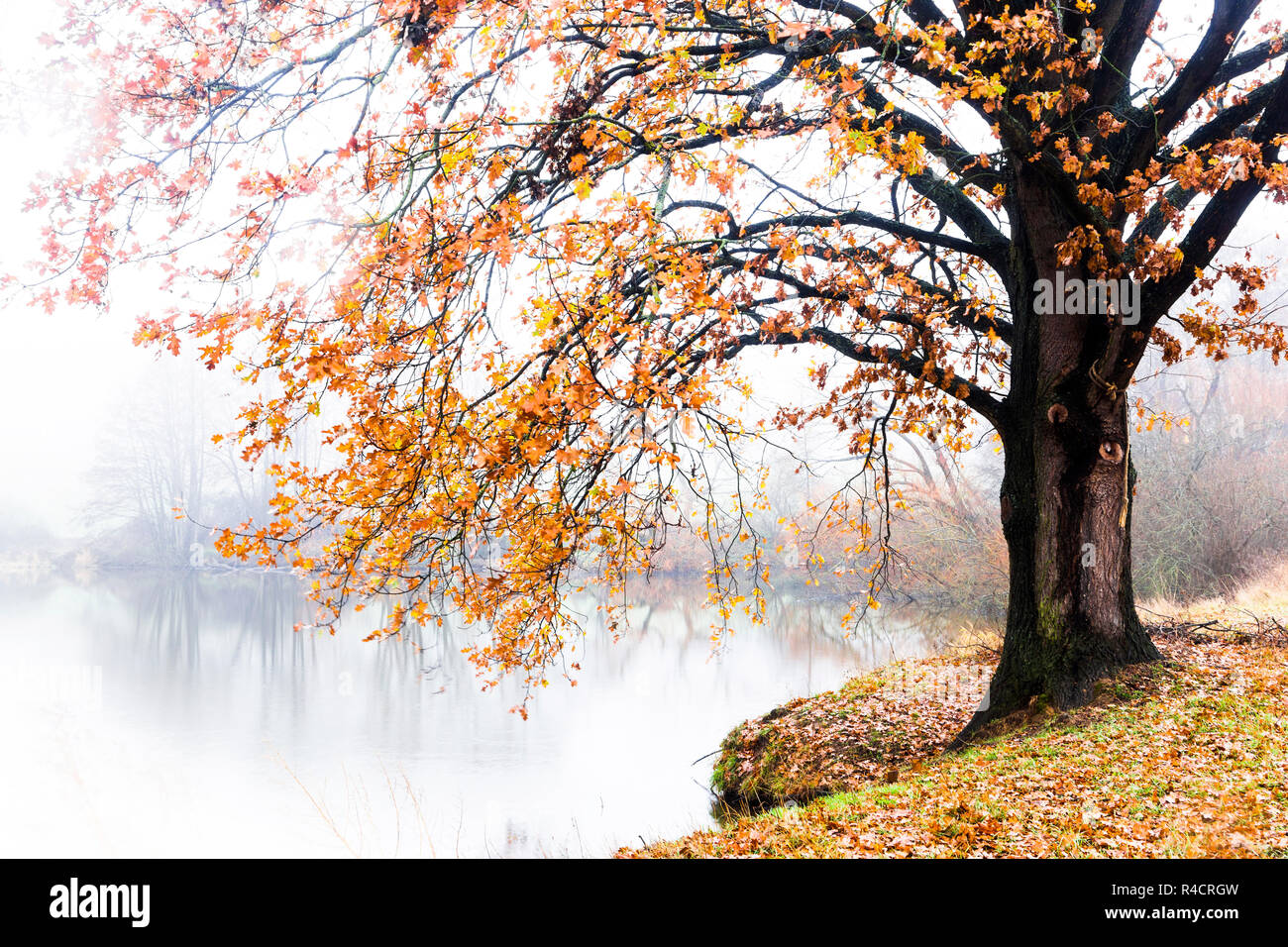 Fog over lake in field hi-res stock photography and images - Alamy