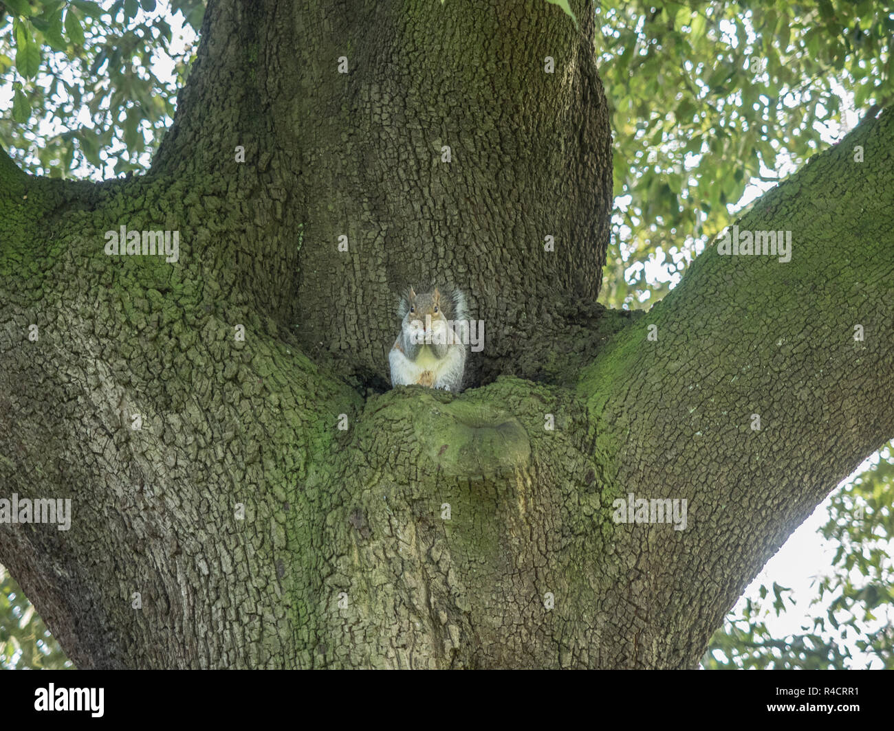 Grey Squirrel sitting in middle of tree eating nuts staring at the camera with legs by cheeks holding the food. Stock Photo