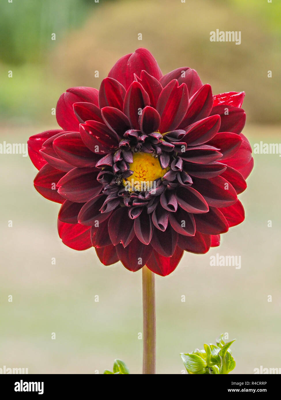 Dahlia 'Bishop of Auckland', single red flower showing yellow stamen and  dark purple leaves Stock Photo - Alamy