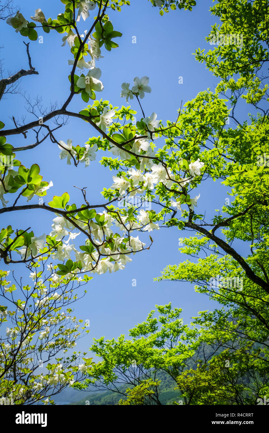 traditional japanese cherry blossoms closeup view, Japan Stock Photo