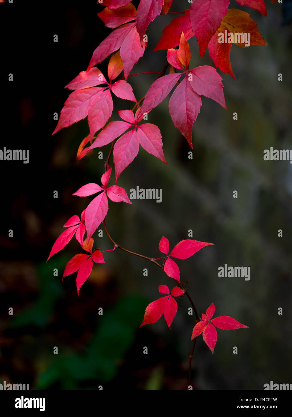 Virginia creeper against dark background Stock Photo - Alamy