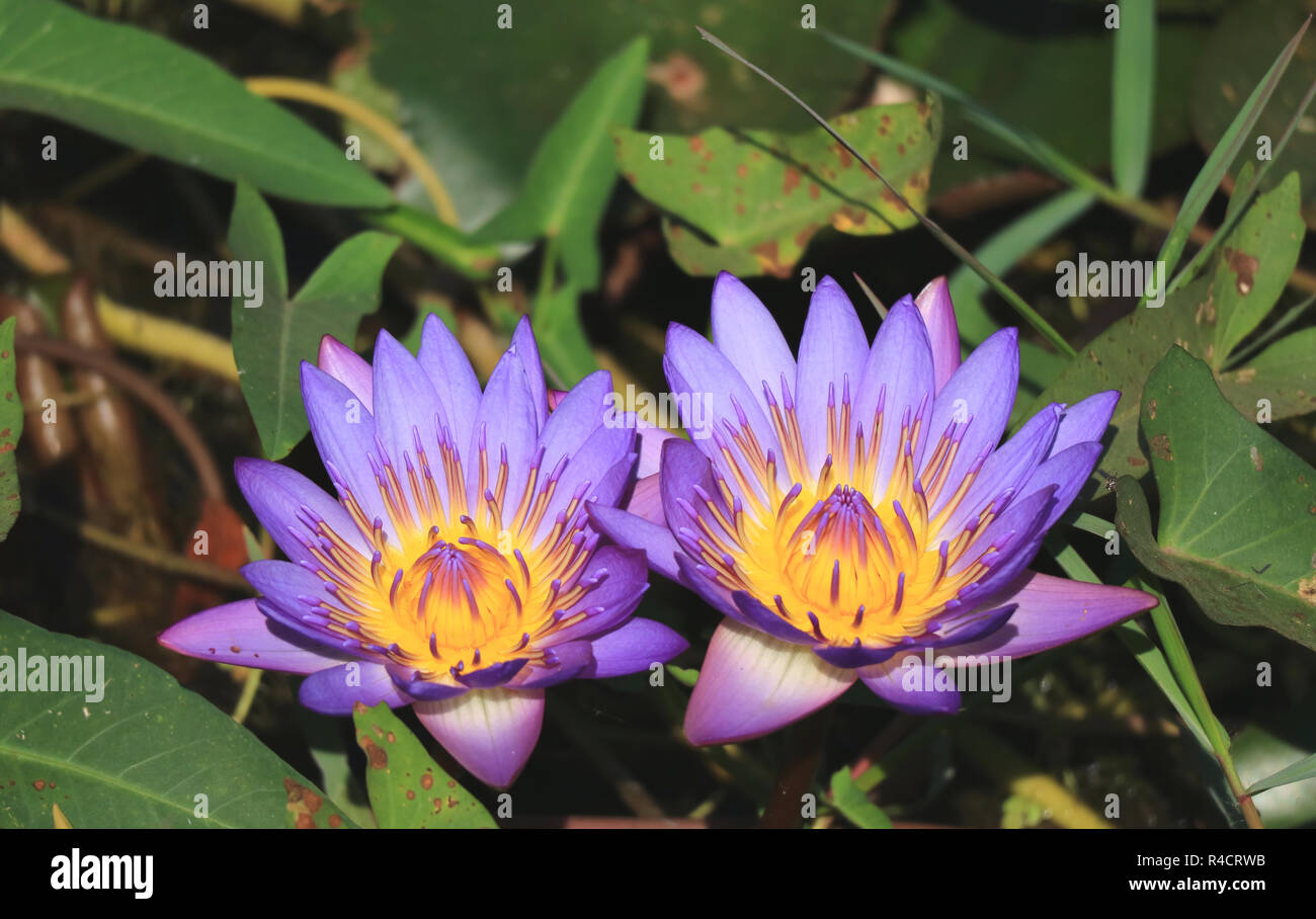 Pair of Vibrant Purple Lotus Flowers Blooming in the Sunlight with