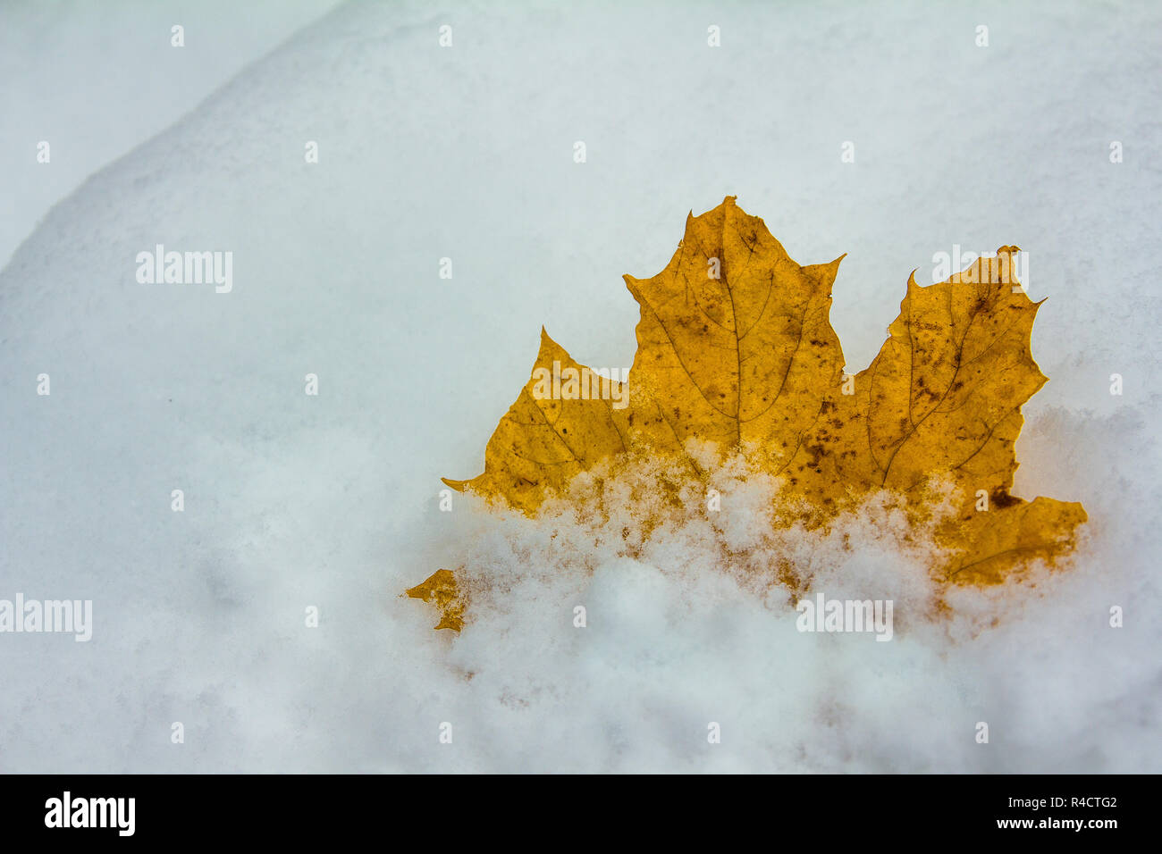 yellow fallen maple leaf on the fresh snow Stock Photo