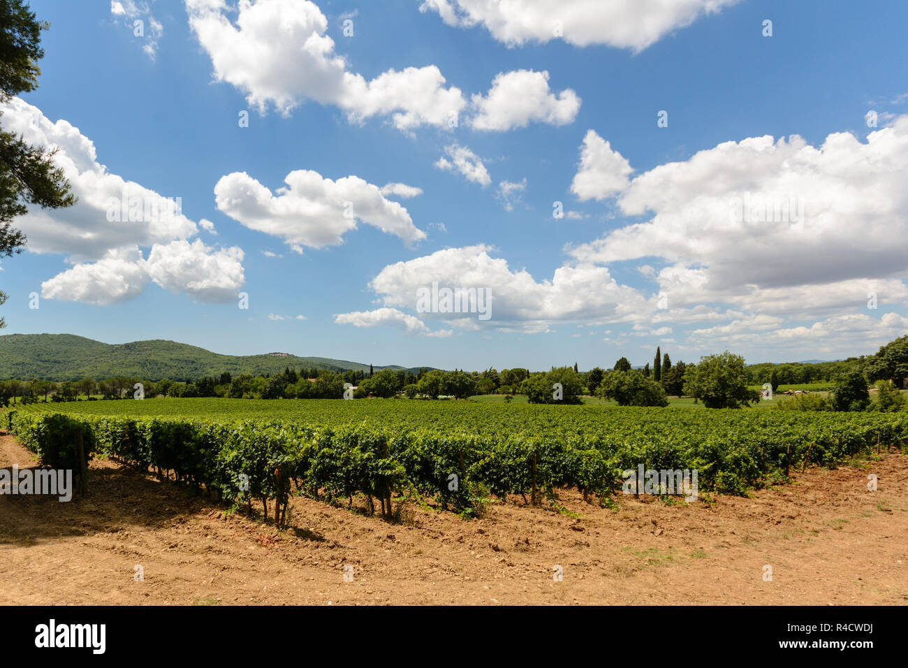 Toscana vineyard Stock Photo