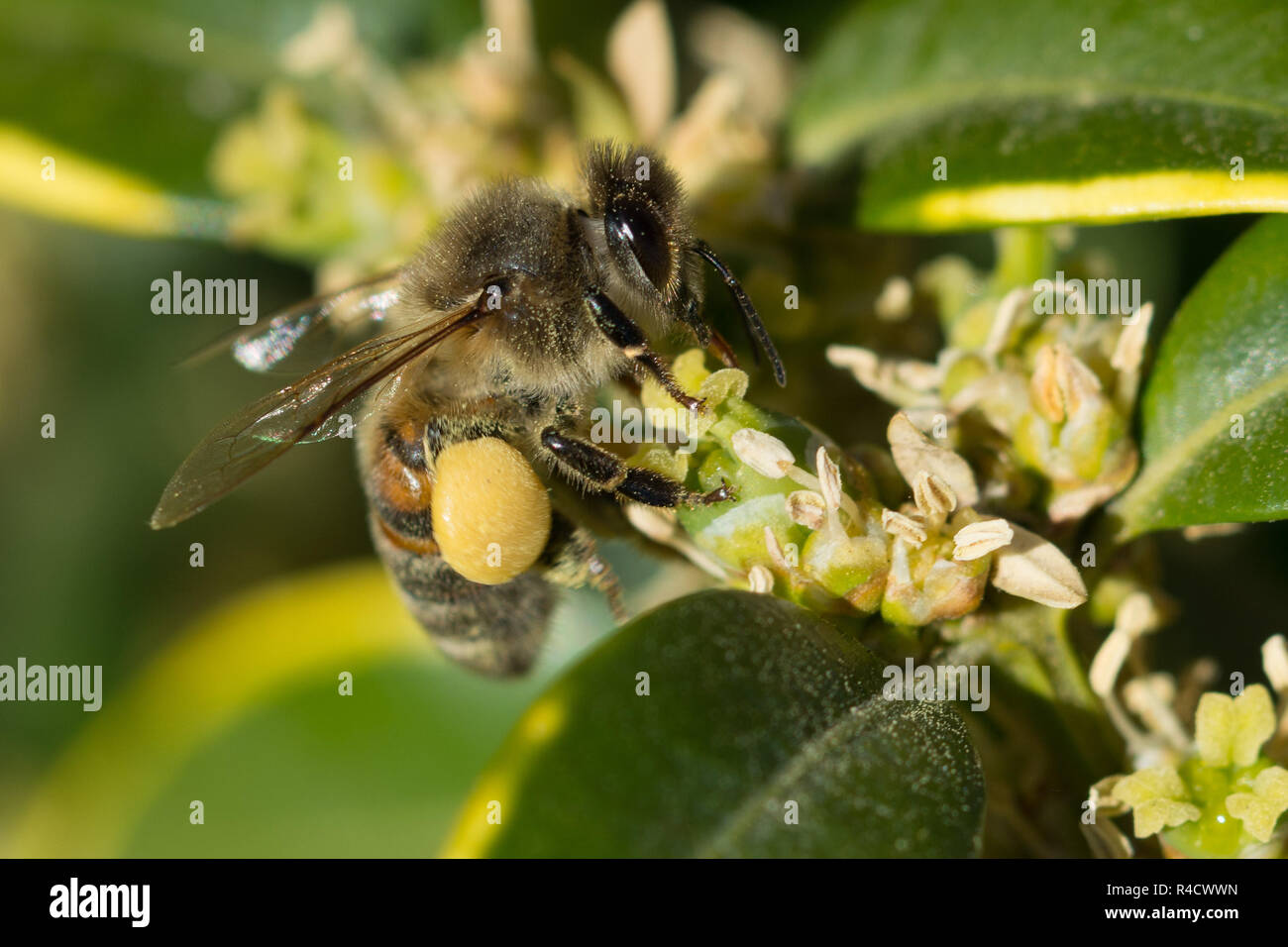 Bee Stock Photo