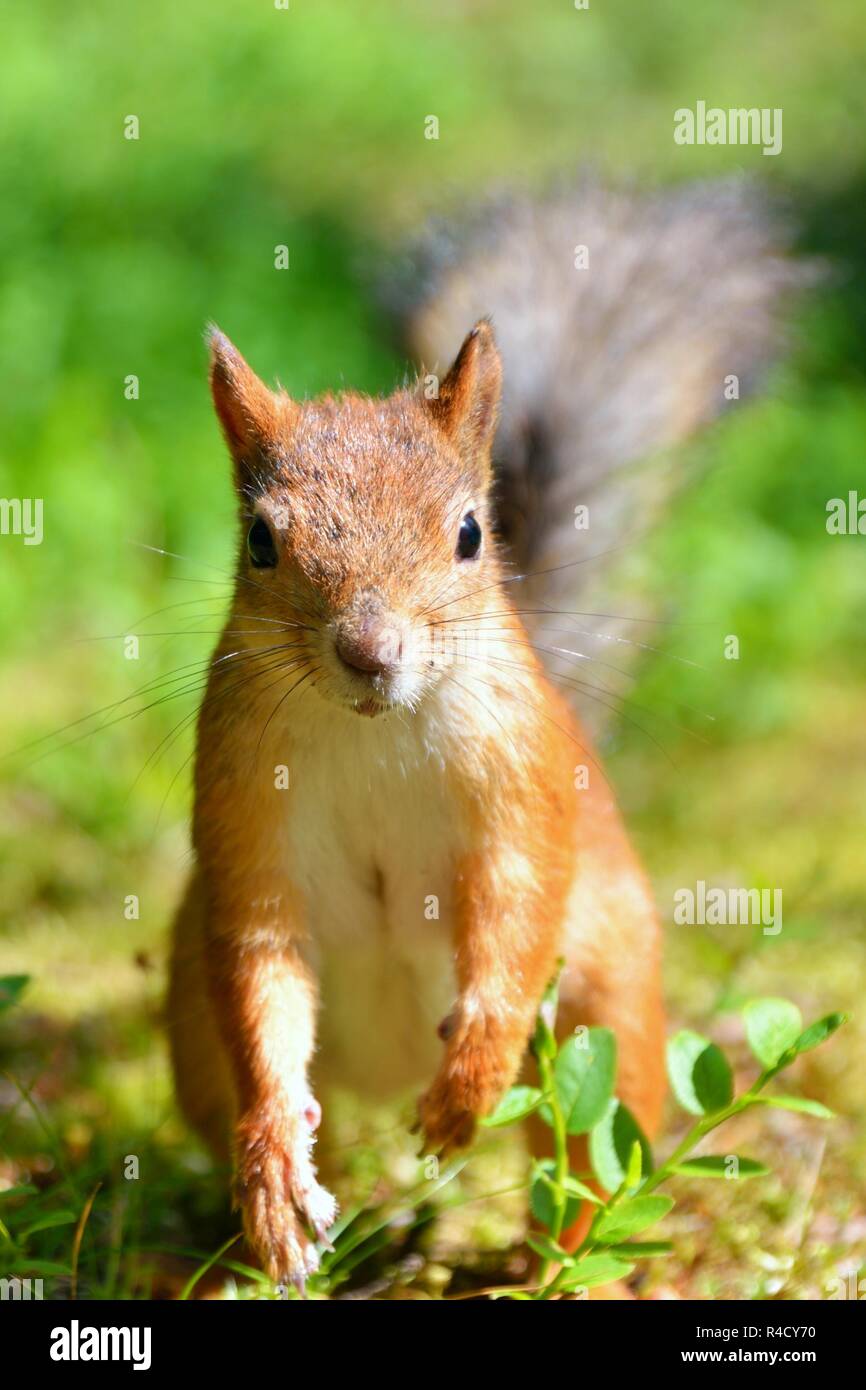 Squirrel close up Stock Photo