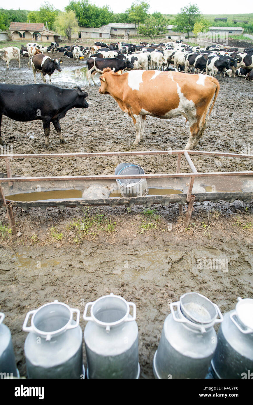 Color image holstein cows in hi-res stock photography and images - Alamy