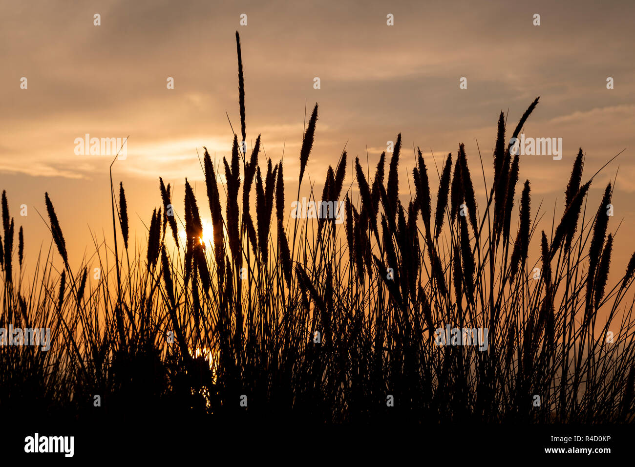 Coastal grass in silhouette at sunset on the North Wales coast at Llandudno Stock Photo