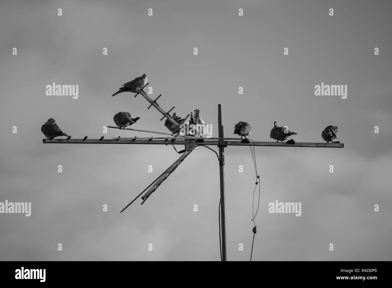 Army pigeons Black and White Stock Photos & Images - Alamy