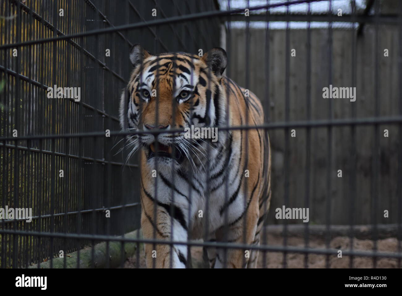tiger-in-a-cage-stock-photo-alamy
