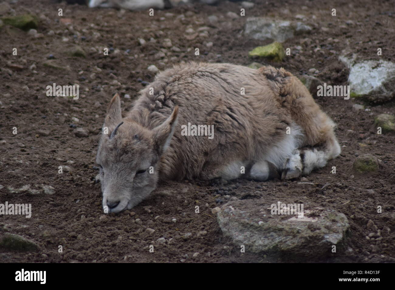 Resting goat hi-res stock photography and images - Alamy