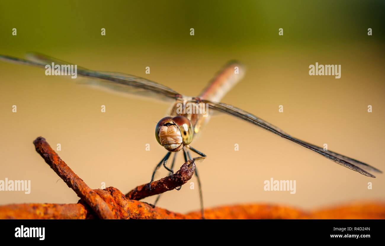 dragonfly from the front on a barbed wire Stock Photo - Alamy
