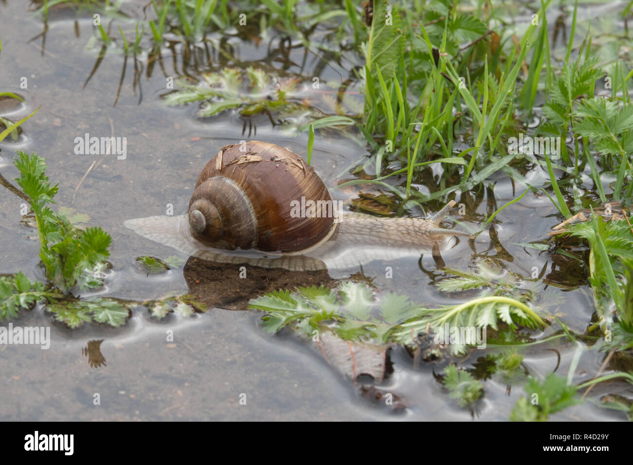 Edible snail in the water Stock Photo Alamy