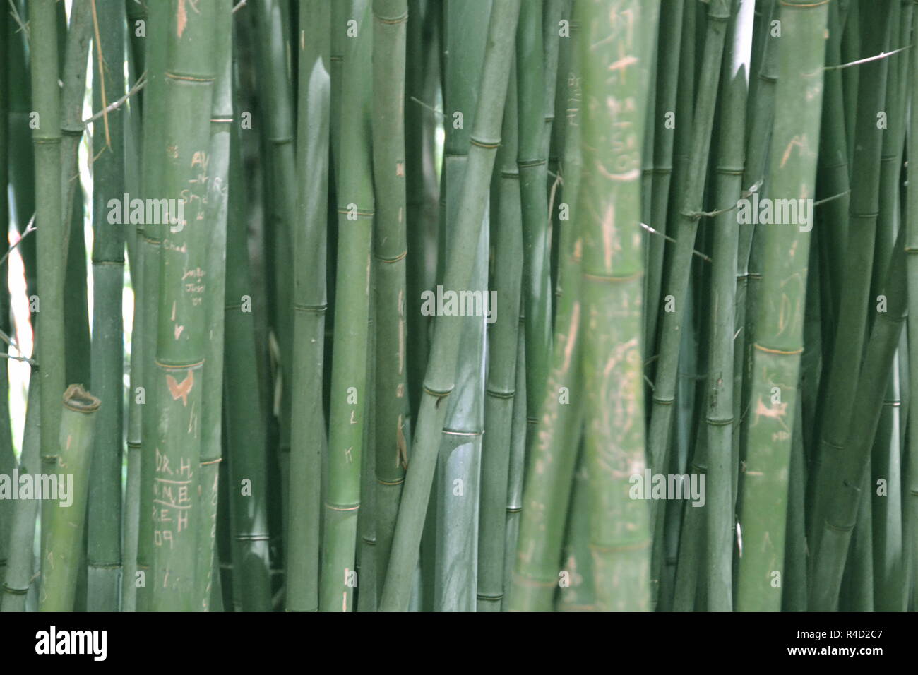 Cutting bamboo pole hi-res stock photography and images - Alamy