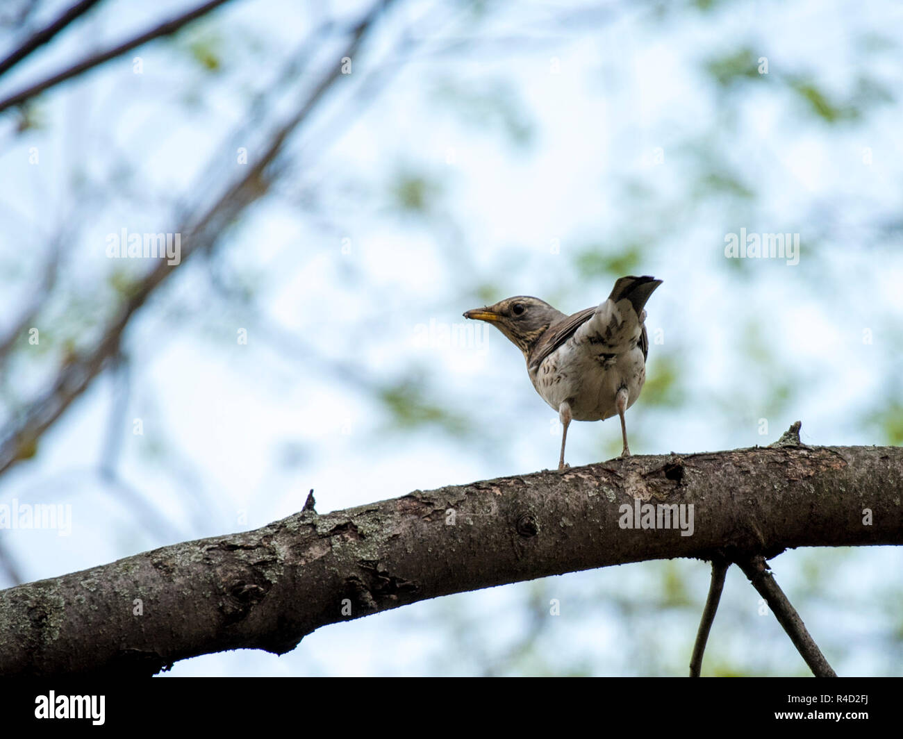 Sparrow bird. Stock Photo