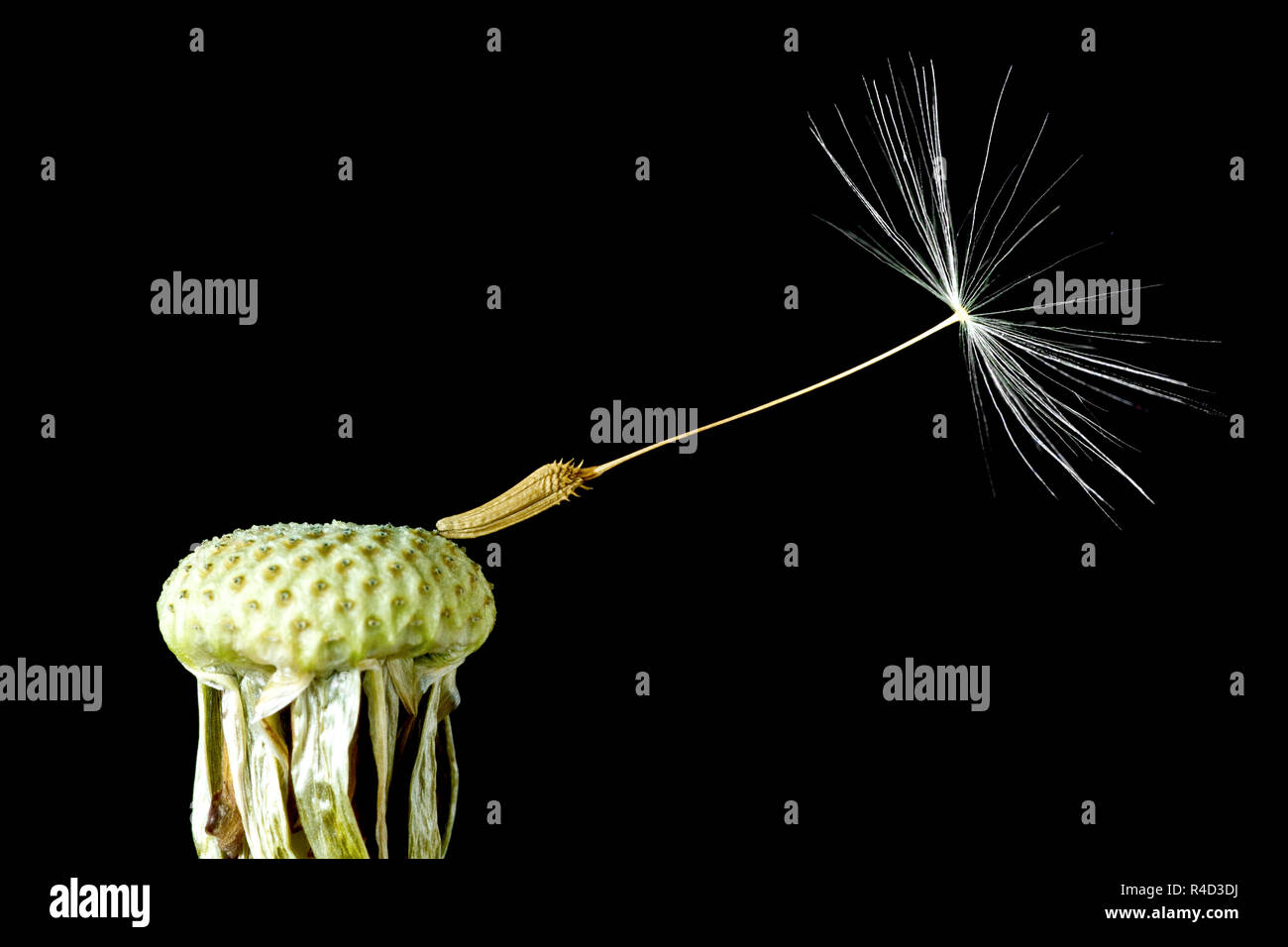 Dandelion seed head (taraxacum officinale), a close up still life of the last seed attached to the seed head against a black background. Stock Photo