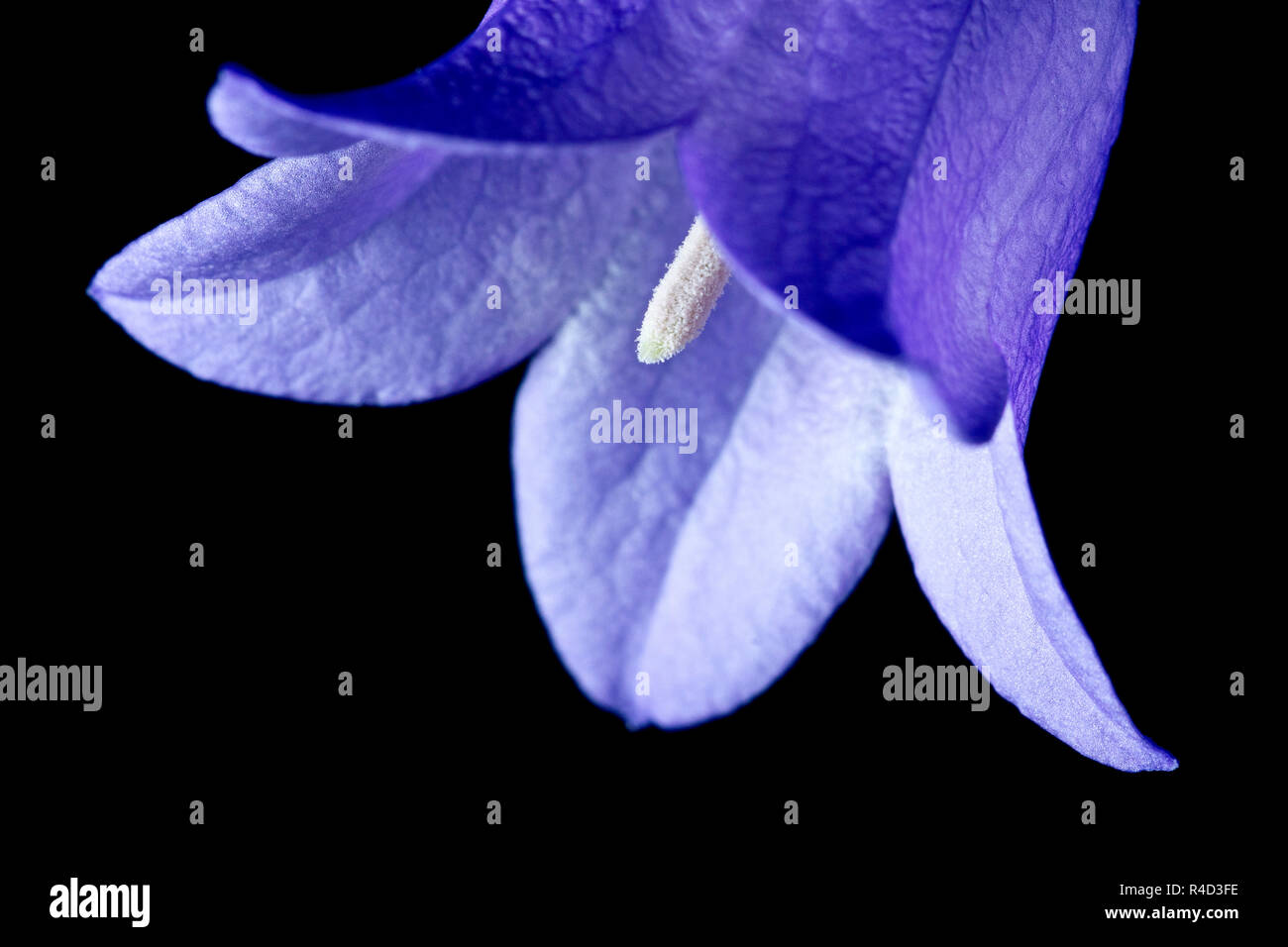 Harebell or Scottish Bluebell (campanula rotundifolia), a close up still life of the flower against a black background. Stock Photo