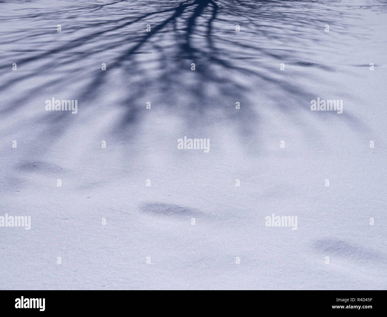 shadow of af tree on snow Stock Photo - Alamy