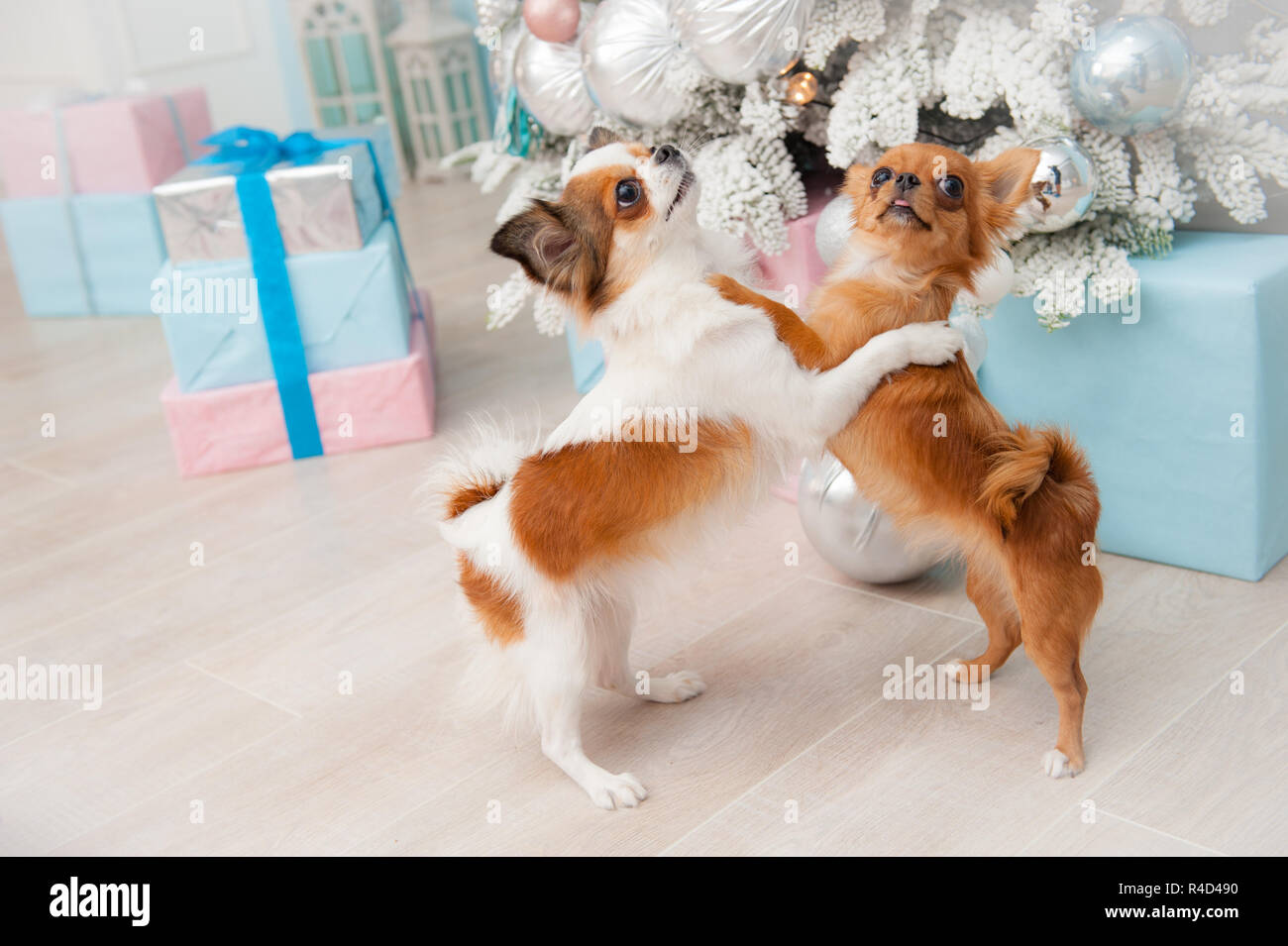 Funny Two Beautiful Chihuahua Embracing Dogs In Christmas