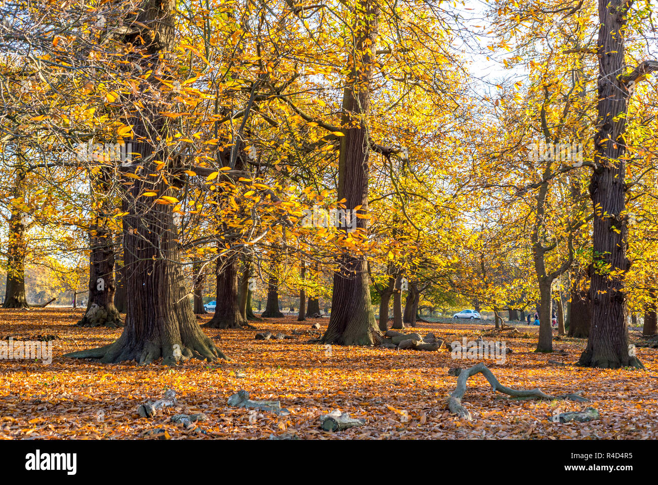 Beautiful Autumn Trees In Richmond Park, London Stock Photo